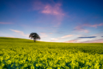 Lone Tree near Woolley, West Yorkshire