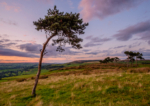 Lone Tree, Silsden, West Yorkshire